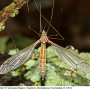 Tipula (Dendrotipula) flavolineata : habitus - female