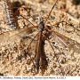 Tipula (Dendrotipula) flavolineata : habitus - female