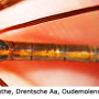 Tipula (Dendrotipula) flavolineata : habitus - female