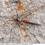 Tipula (Dendrotipula) flavolineata : habitus - female