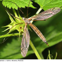 Tipula (Dendrotipula) flavolineata : habitus - female