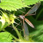 Tipula (Dendrotipula) flavolineata : habitus - female