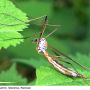 Tipula (Dendrotipula) flavolineata : habitus - female