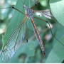 Tipula (Dendrotipula) flavolineata : habitus - female