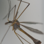 Tipula (Dendrotipula) flavolineata : habitus - male