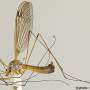Tipula (Dendrotipula) flavolineata : habitus - male