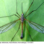 Tipula (Dendrotipula) flavolineata : habitus - male