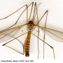 Tipula (Dendrotipula) flavolineata : habitus - male