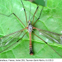 Tipula (Dendrotipula) flavolineata : habitus - male