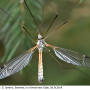Tipula (Dendrotipula) flavolineata : habitus - male