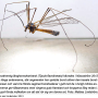 Tipula (Dendrotipula) flavolineata : habitus - male