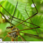 Tipula (Dendrotipula) flavolineata : body part(s) - head and antenna