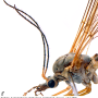 Tipula (Dendrotipula) flavolineata : body part(s) - head and thorax