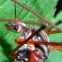 Tipula (Dendrotipula) flavolineata : body part(s) - head and thorax