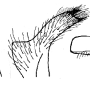 Tipula (Dendrotipula) flavolineata : hypopygium