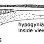 Tipula (Dendrotipula) flavolineata : ovipositor