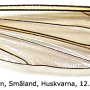 Tipula (Dendrotipula) flavolineata : wing