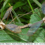 Tipula (Acutipula) fulvipennis : habitus - copula