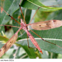 Tipula (Acutipula) fulvipennis : habitus - female