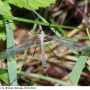 Tipula (Acutipula) fulvipennis : habitus - male