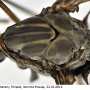 Tipula (Acutipula) fulvipennis : body part(s) - thorax