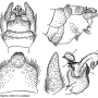 Tipula (Acutipula) fulvipennis : hypopygium