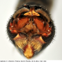 Tipula (Acutipula) fulvipennis : hypopygium