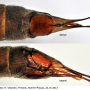 Tipula (Acutipula) fulvipennis : ovipositor