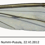 Tipula (Acutipula) fulvipennis : wing