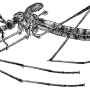 Tipula (Savtshenkia) gimmerthali gimmerthali: habitus - female