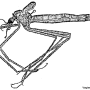 Tipula (Savtshenkia) gimmerthali gimmerthali: habitus - female