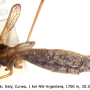 Tipula (Savtshenkia) gimmerthali gimmerthali: habitus - female