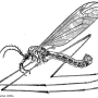 Tipula (Savtshenkia) gimmerthali gimmerthali: habitus - male