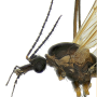 Tipula (Savtshenkia) gimmerthali gimmerthali: body part(s) - head and thorax