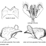 Tipula (Savtshenkia) gimmerthali gimmerthali: hypopygium