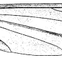 Tipula (Savtshenkia) gimmerthali gimmerthali: wing