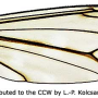 Tipula (Savtshenkia) gimmerthali gimmerthali: wing