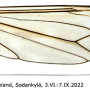 Tipula (Savtshenkia) gimmerthali gimmerthali: wing
