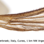 Tipula (Savtshenkia) gimmerthali gimmerthali: wing