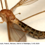Tipula (Lunatipula) helvola : habitus - female