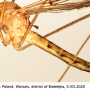 Tipula (Lunatipula) helvola : habitus - male