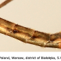 Tipula (Lunatipula) helvola : body part(s) - abdomen