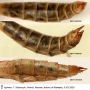 Tipula (Lunatipula) helvola : body part(s) - abdomen