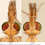 Tipula (Lunatipula) helvola : body part(s) - head