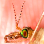 Tipula (Lunatipula) helvola : body part(s) - head and antenna