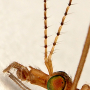 Tipula (Lunatipula) helvola : body part(s) - head and antenna
