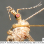 Tipula (Lunatipula) helvola : body part(s) - head and thorax