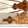 Tipula (Lunatipula) helvola : body part(s) - head and thorax