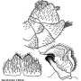 Tipula (Lunatipula) helvola : hypopygium