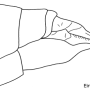Tipula (Lunatipula) helvola : ovipositor